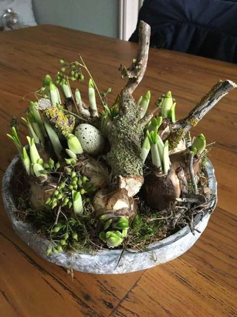 Jarní dekorace z cibulovin v originální nádobě