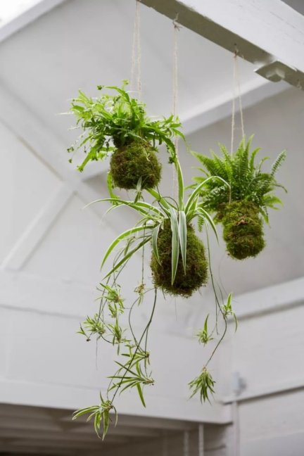 Kokedama
